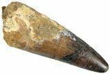 Fossil Spinosaurus Tooth - Real Dinosaur Tooth #296542-1